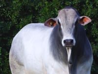 Lote 107