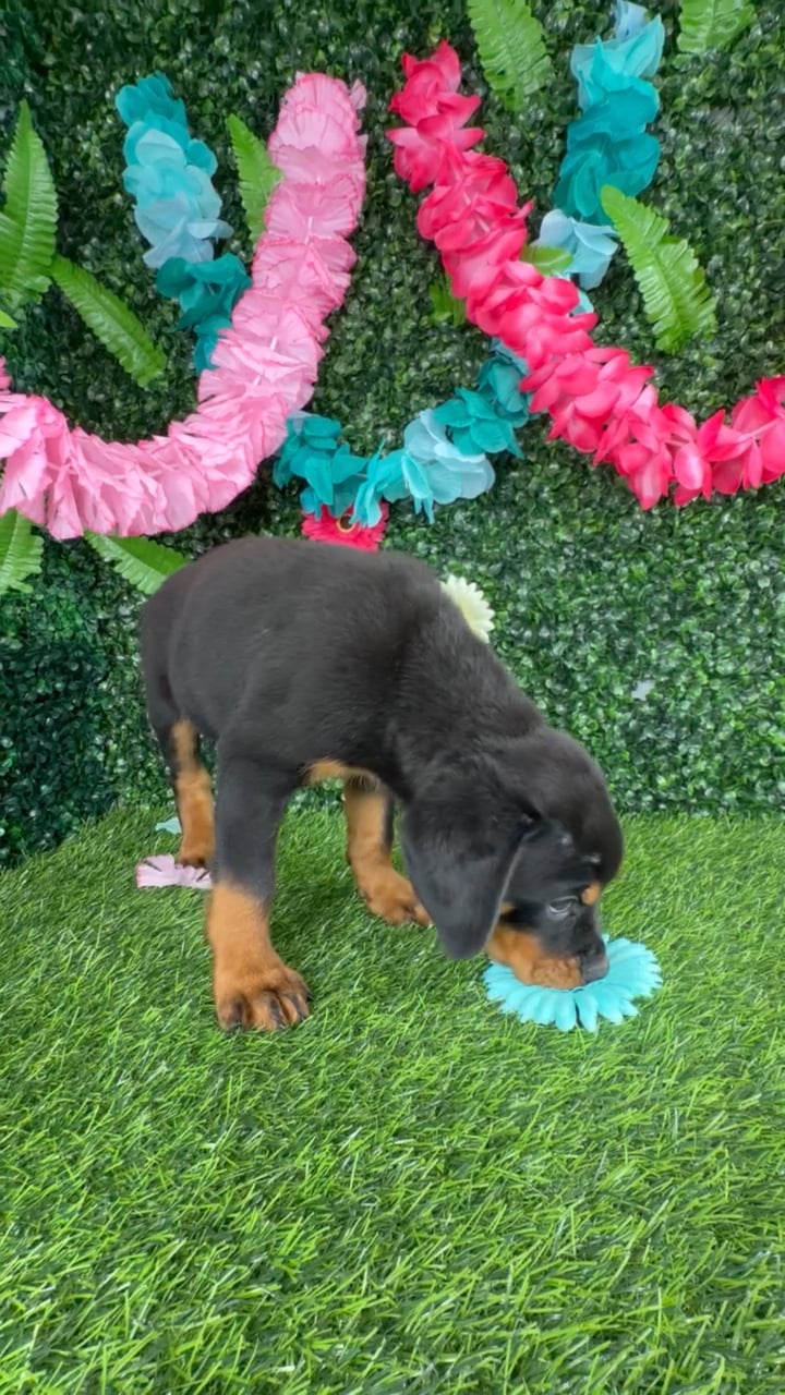 Male Rottweiler puppy named Brad Pitt for sale at Puppy Dreams - Denton. video thumbnail
