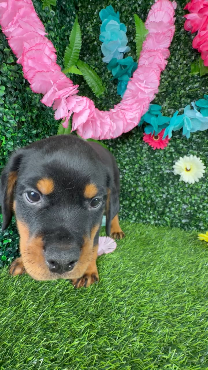 Male Rottweiler puppy named Brad Pitt for sale at Puppy Dreams - Denton. video thumbnail