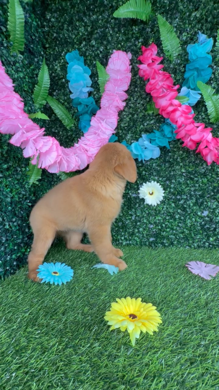 Female Golden Retriever puppy named Debby Ryan for sale at Puppy Dreams - Denton. video thumbnail