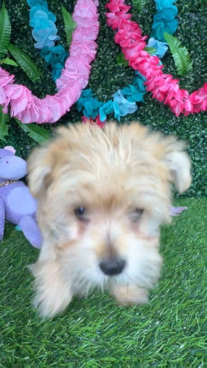 Male Morkie puppy named Truffle for sale at Puppy Dreams - Denton. video thumbnail