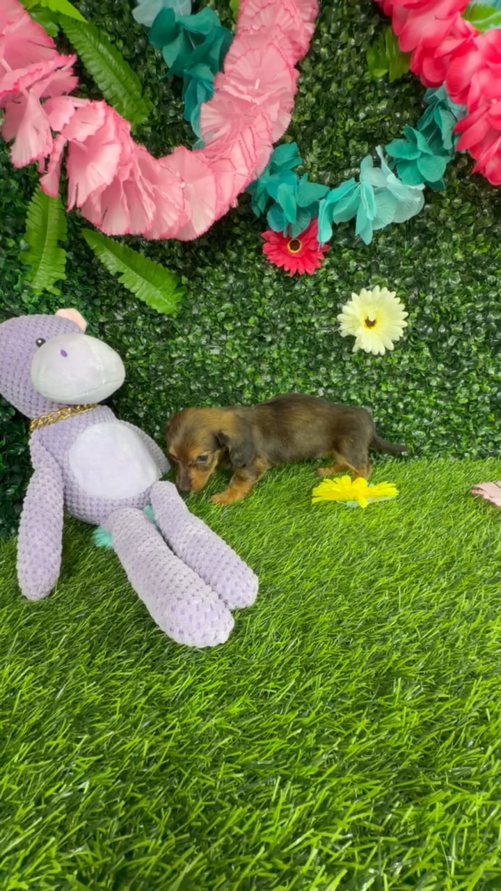 Male Dachshund puppy named Cole for sale at Puppy Dreams - Denton. video thumbnail