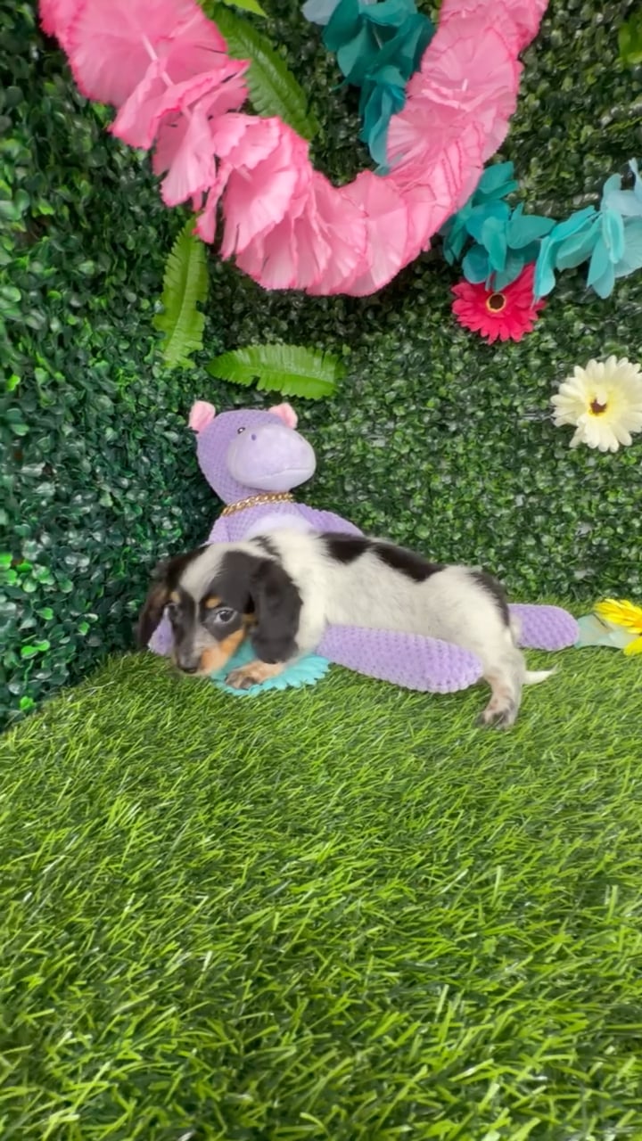 Female Dachshund puppy named Meryl Streep for sale at Puppy Dreams - Denton. video thumbnail