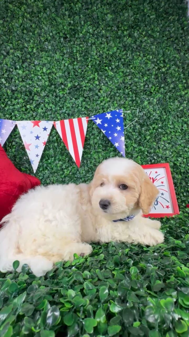 Male Bichon-Poodle puppy named Louie for sale at Puppy Dreams - North Richland Hills. video thumbnail