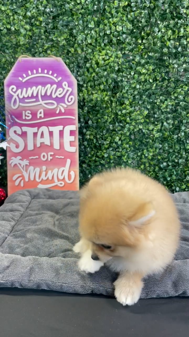 Male Pomeranian puppy named Gravy for sale at Puppy Dreams - West Little Rock. video thumbnail