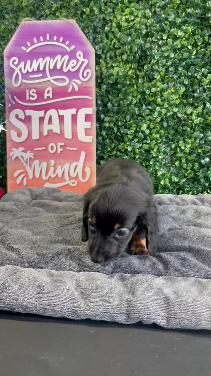 Male Dachshund puppy named Toast for sale at Puppy Dreams - West Little Rock. video thumbnail