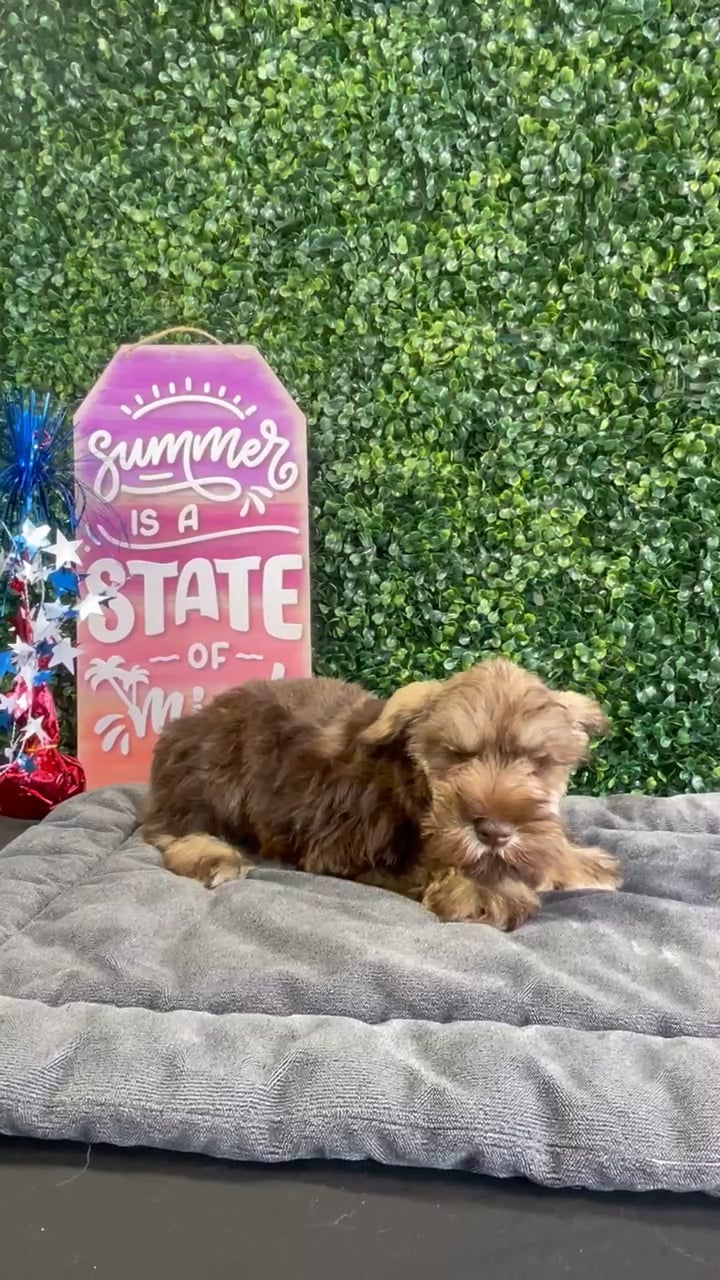 Female Mini Schnauzer puppy named Muffin for sale at Puppy Dreams - West Little Rock. video thumbnail