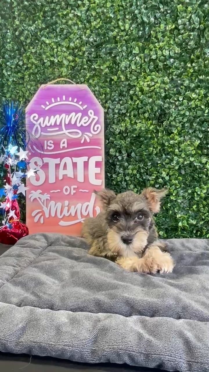 Female Mini Schnauzer puppy named Jam for sale at Puppy Dreams - West Little Rock. video thumbnail