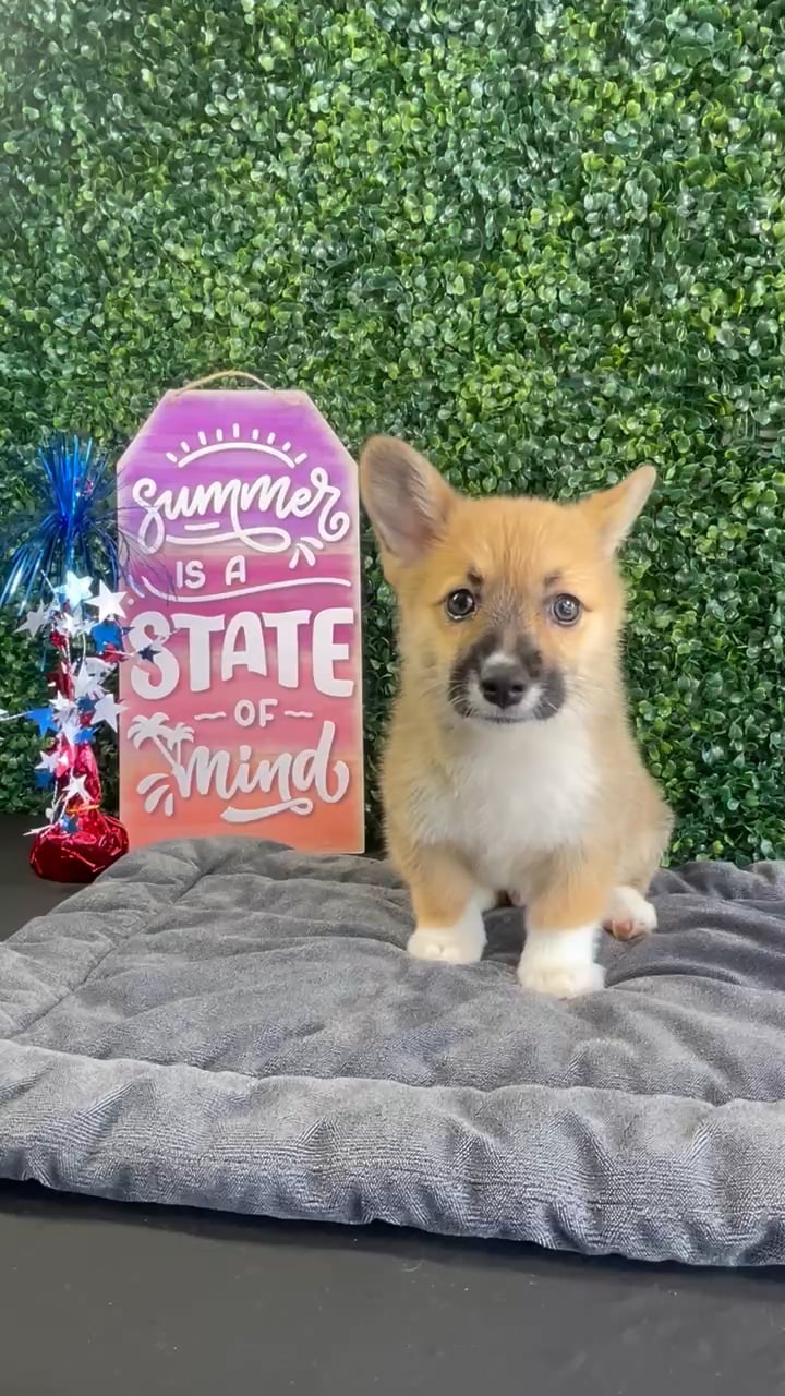 Male Pembroke Welsh Corgi puppy named Loaf for sale at Puppy Dreams - West Little Rock. video thumbnail