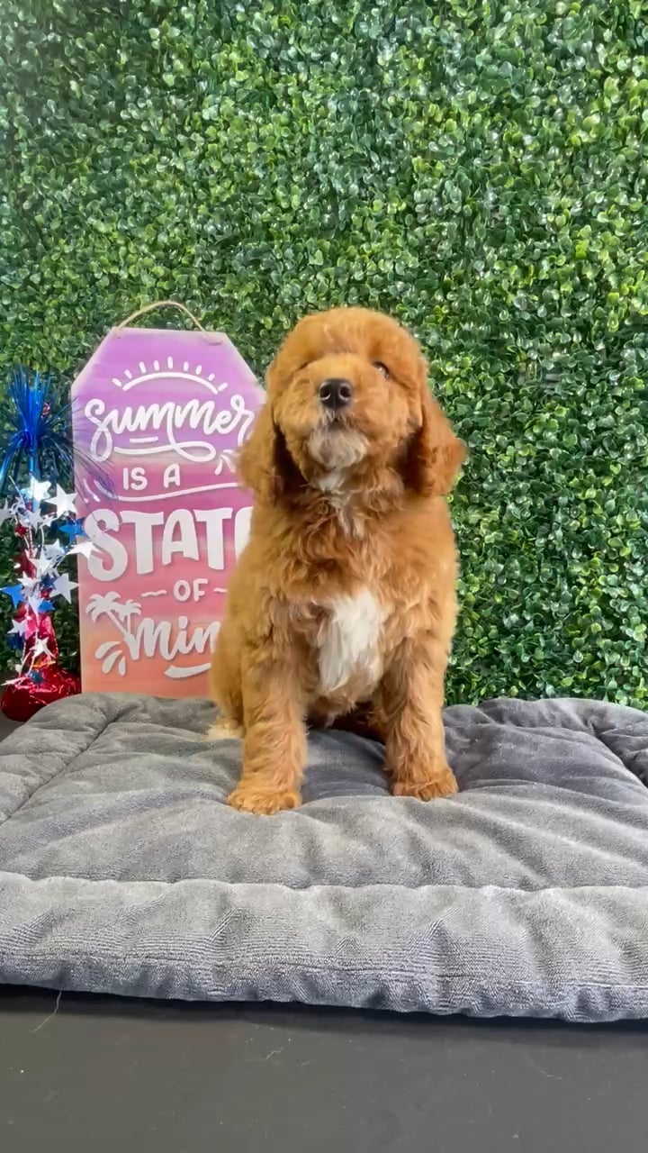 Male Mini Goldendoodle puppy named Bacon for sale at Puppy Dreams - West Little Rock. video thumbnail