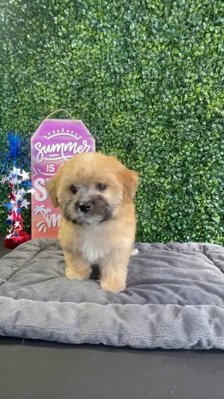 Female Yochon puppy named Omelette for sale at Puppy Dreams - West Little Rock. video thumbnail