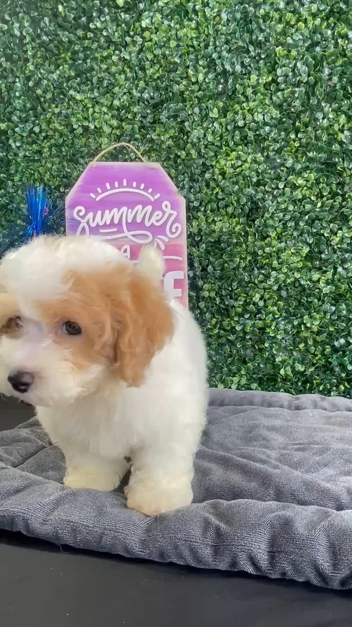 Male Bichon-Poodle puppy named Butter for sale at Puppy Dreams - West Little Rock. video thumbnail