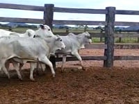 Lote 38