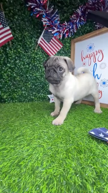 Male Pug puppy named *Porkchop* for sale at Puppy Dreams - Mansfield. video thumbnail