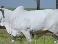 Lote 01
