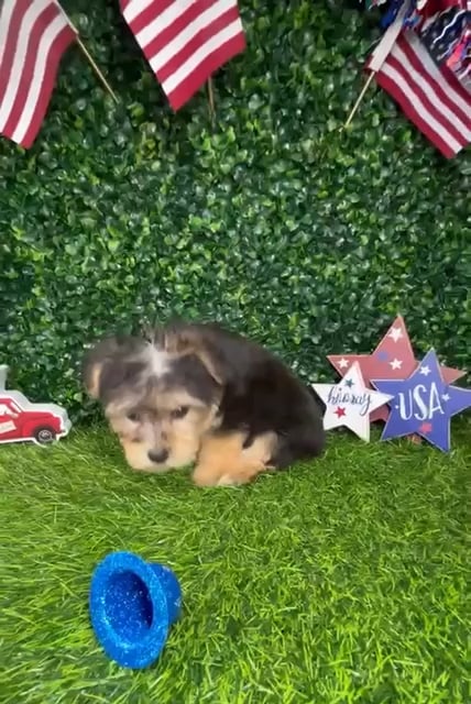 Female Yochon puppy named *Angus* for sale at Puppy Dreams - Mansfield. video thumbnail