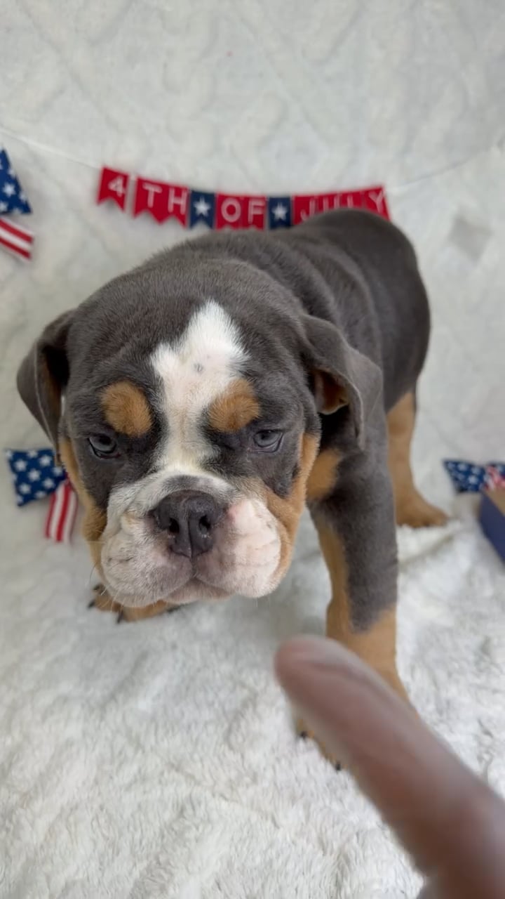 Male English Bulldog puppy named Bruno for sale at Puppy Dreams - Garland. video thumbnail
