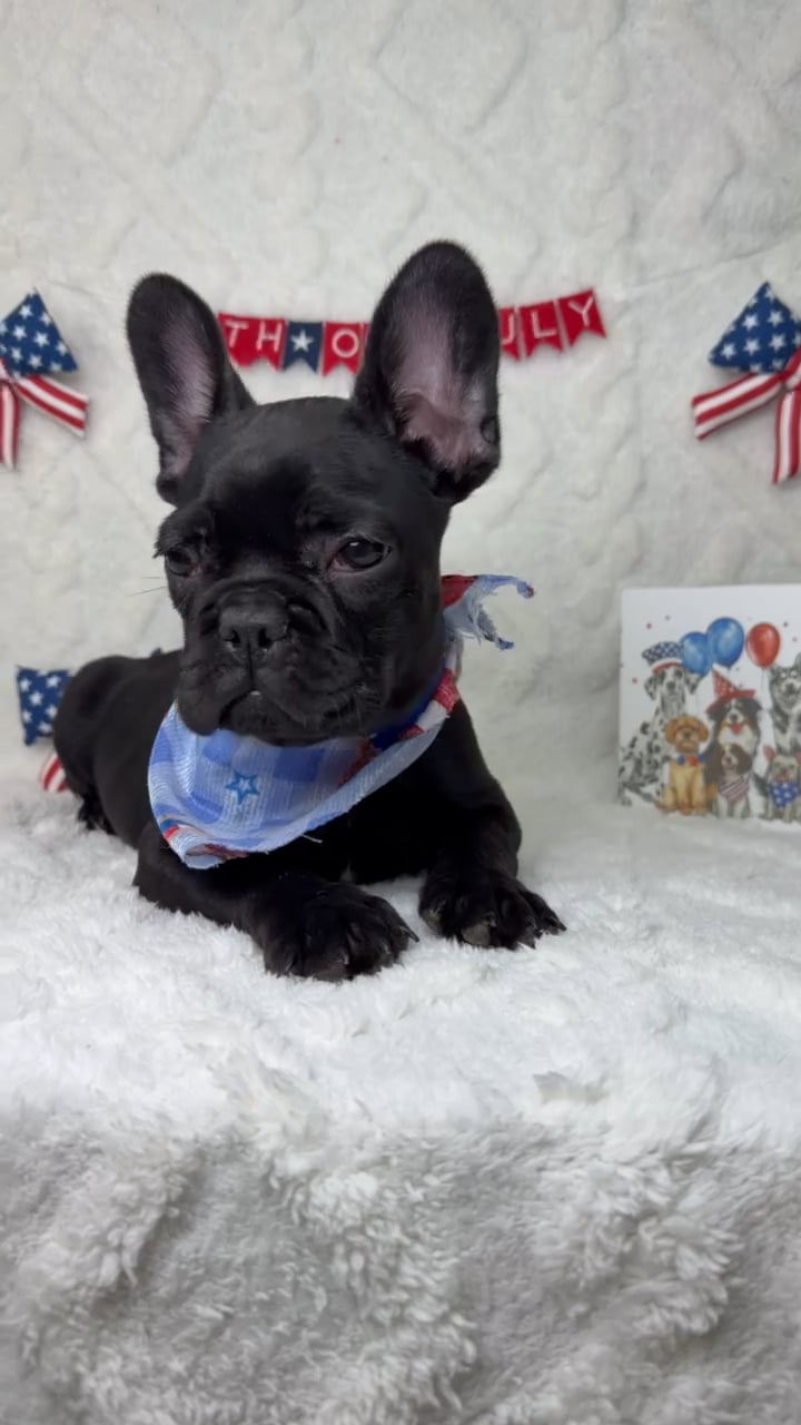 Male French Bulldog puppy named Duke for sale at Puppy Dreams - Garland. video thumbnail