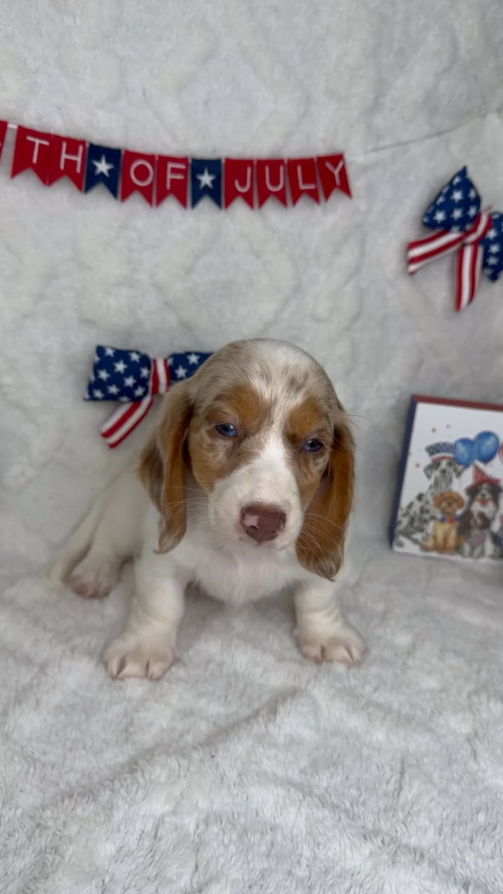 Female Dachshund puppy named Pearl for sale at Puppy Dreams - Garland. video thumbnail