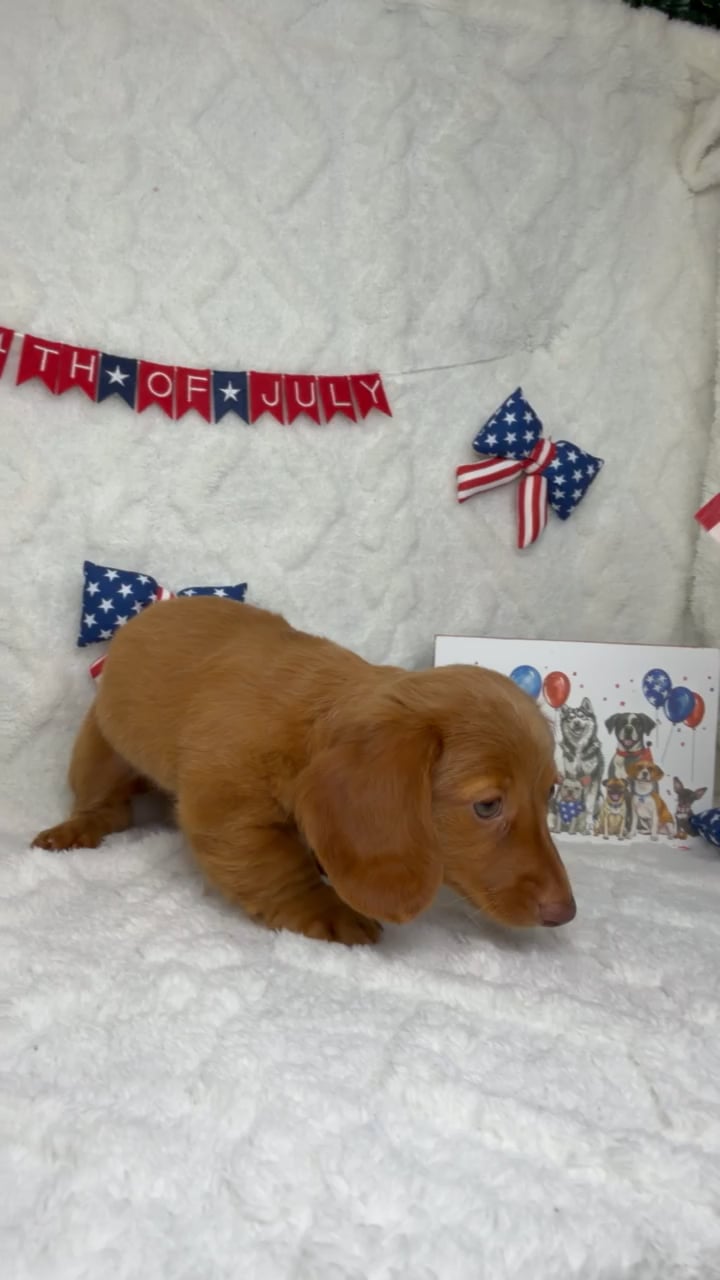 Female Dachshund puppy named Cookie for sale at Puppy Dreams - Garland. video thumbnail