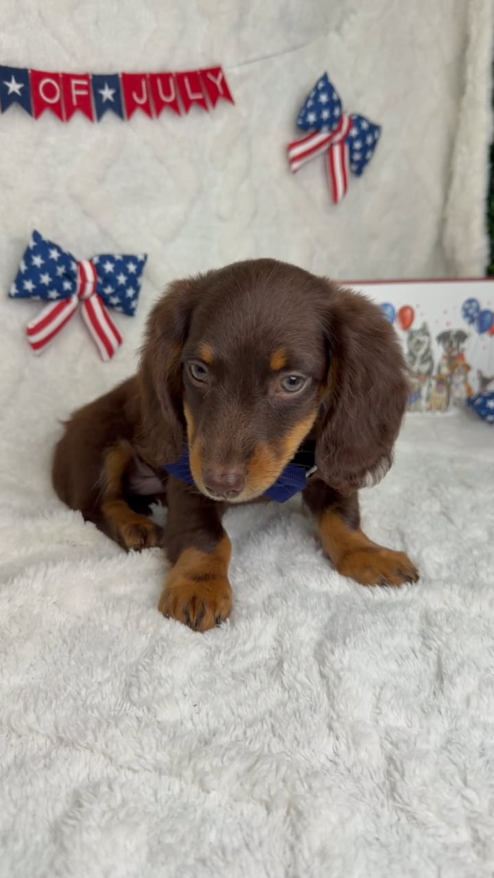 Male Dachshund puppy named Rex for sale at Puppy Dreams - Garland. video thumbnail