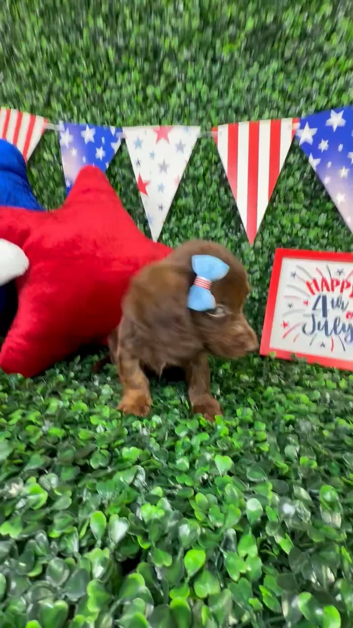 Female Dachshund puppy named Ruth for sale at Puppy Dreams - North Richland Hills. video thumbnail