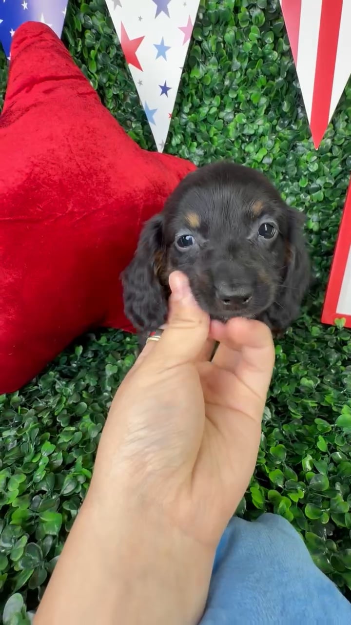 Female Dachshund puppy named Lucy for sale at Puppy Dreams - North Richland Hills. video thumbnail