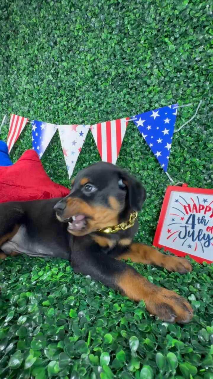 Male Rottweiler puppy named Diesel for sale at Puppy Dreams - North Richland Hills. video thumbnail