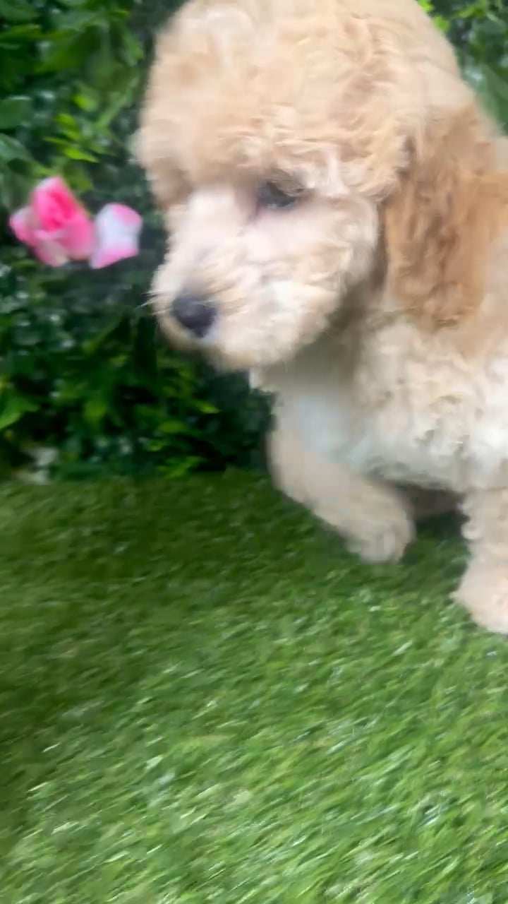 Male Mini Goldendoodle puppy for sale at Puppy Dreams - Katy. video thumbnail