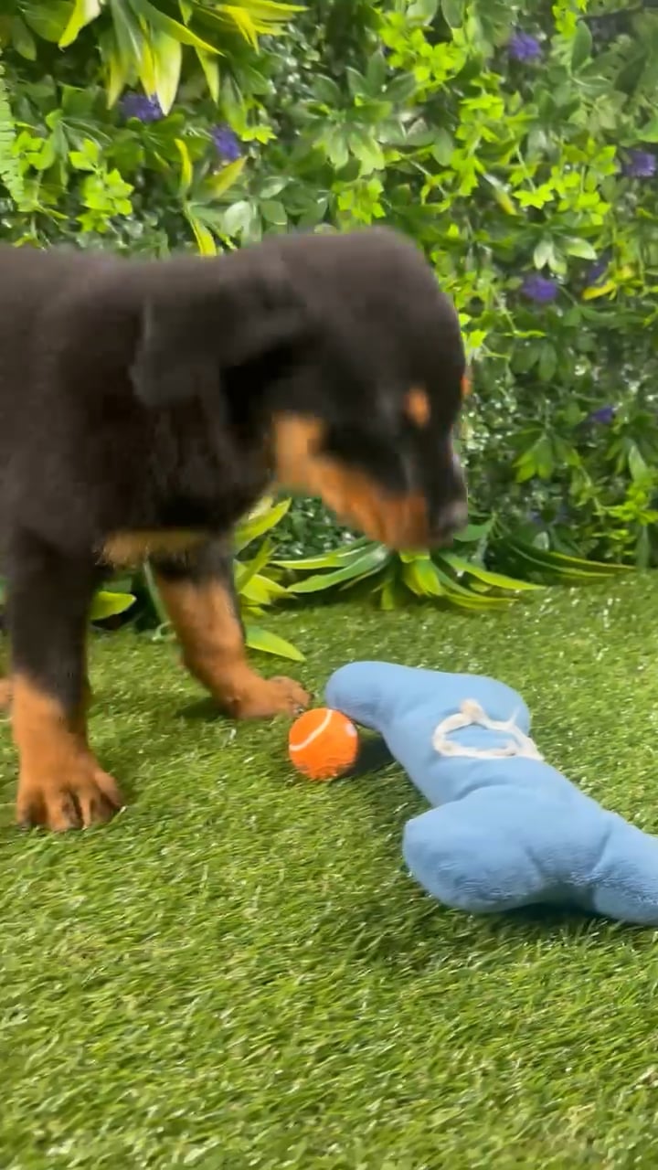 Male Rottweiler puppy for sale at Puppy Dreams - Katy. video thumbnail
