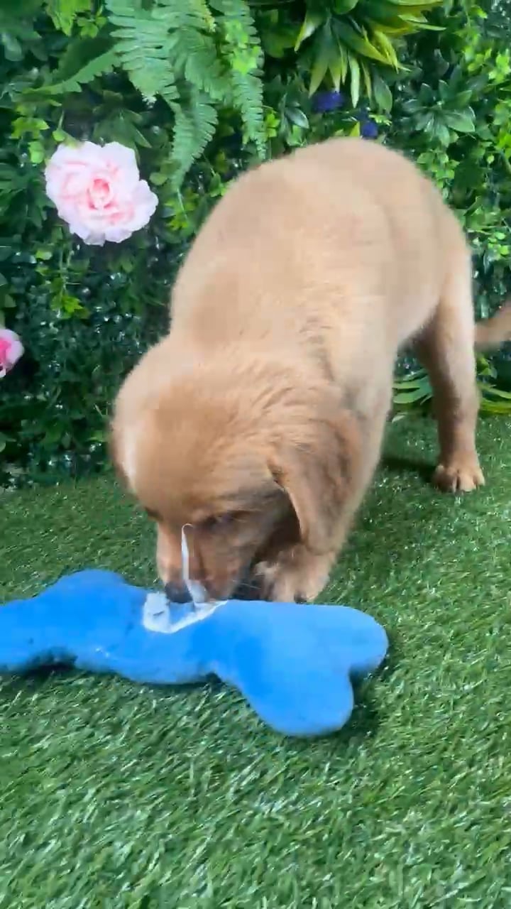 Female Golden Retriever puppy for sale at Puppy Dreams - Katy. video thumbnail