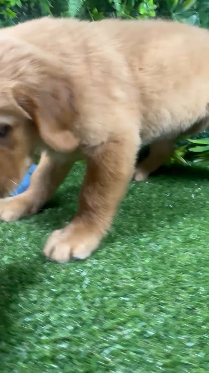 Female Golden Retriever puppy for sale at Puppy Dreams - Katy. video thumbnail