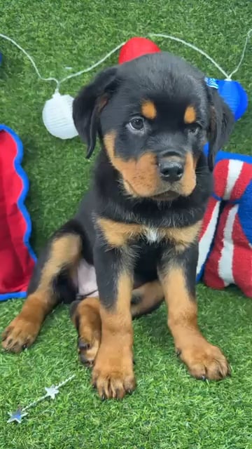 Female Rottweiler puppy named Opal for sale at Puppy Dreams - Arlington. video thumbnail