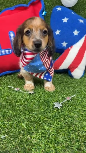 Male Dachshund puppy named Ozzie for sale at Puppy Dreams - Arlington. video thumbnail