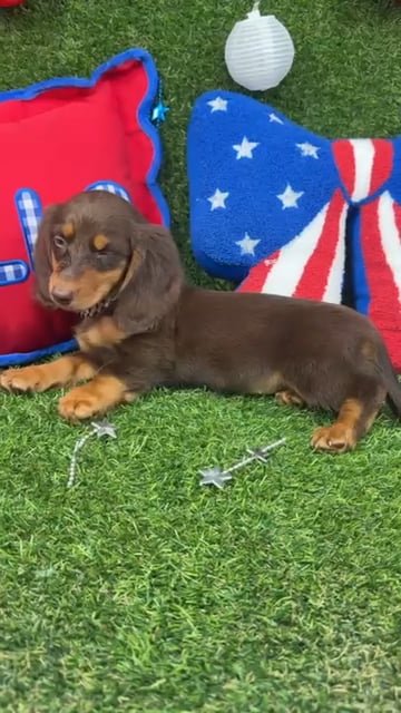 Female Dachshund puppy named Muffin for sale at Puppy Dreams - Arlington. video thumbnail