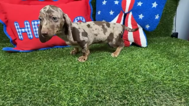 Female Dachshund puppy named Twiggy for sale at Puppy Dreams - Arlington. video thumbnail