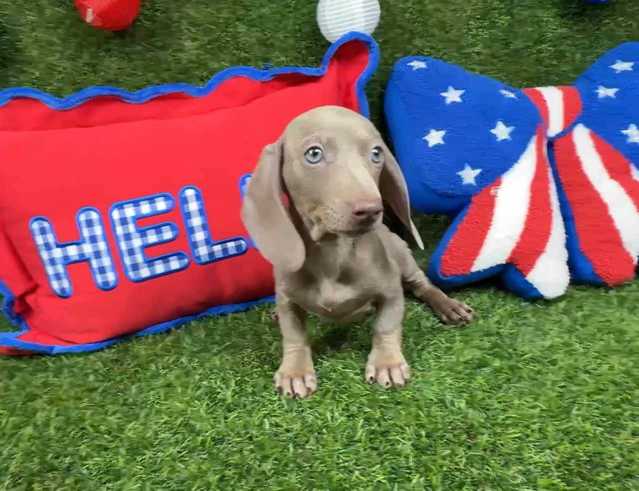 Female Dachshund puppy named Iggy for sale at Puppy Dreams - Arlington. video thumbnail
