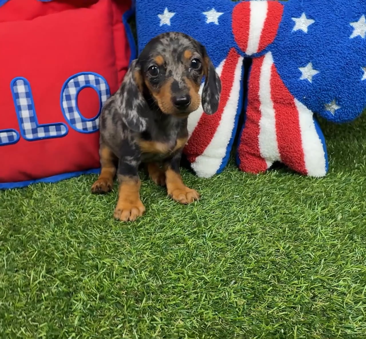 Male Dachshund puppy named Jessie for sale at Puppy Dreams - Arlington. video thumbnail