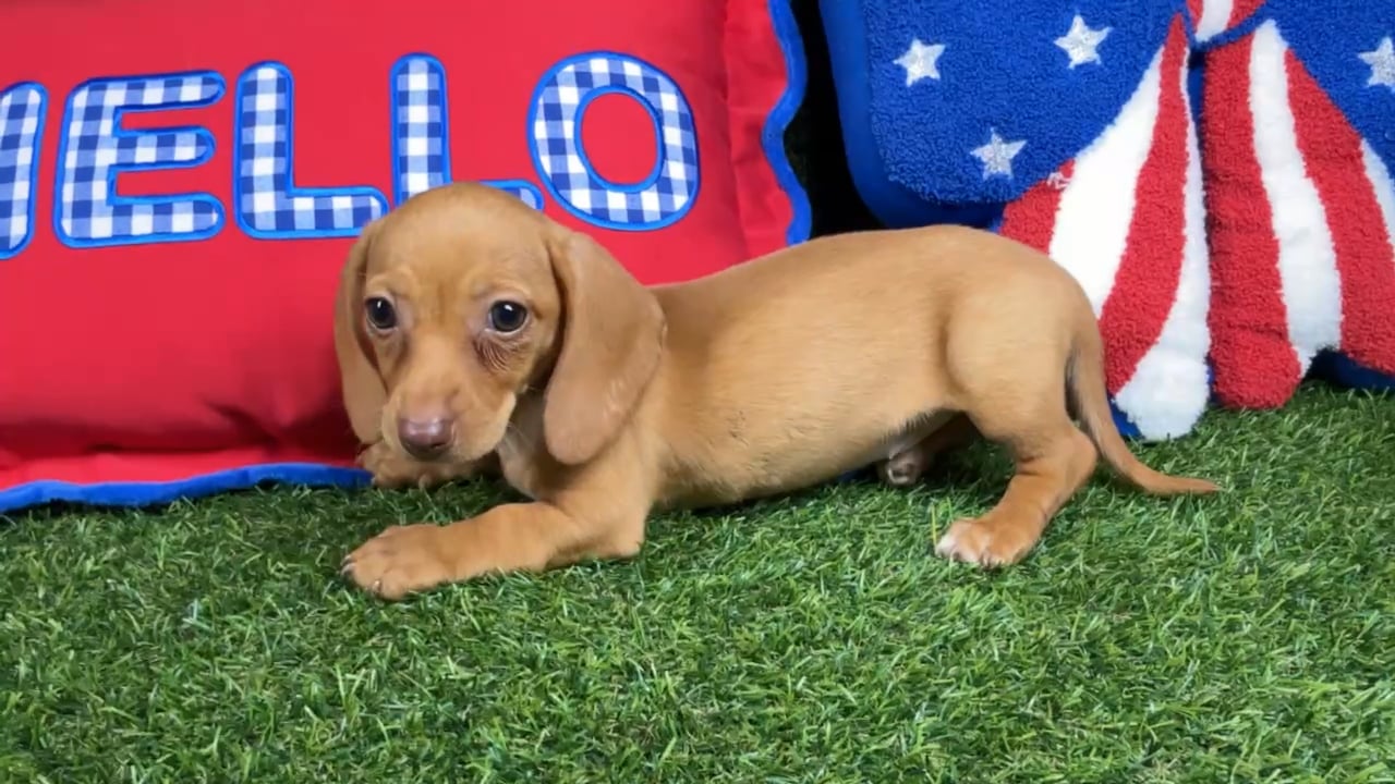 Female Dachshund puppy named Poppy for sale at Puppy Dreams - Arlington. video thumbnail