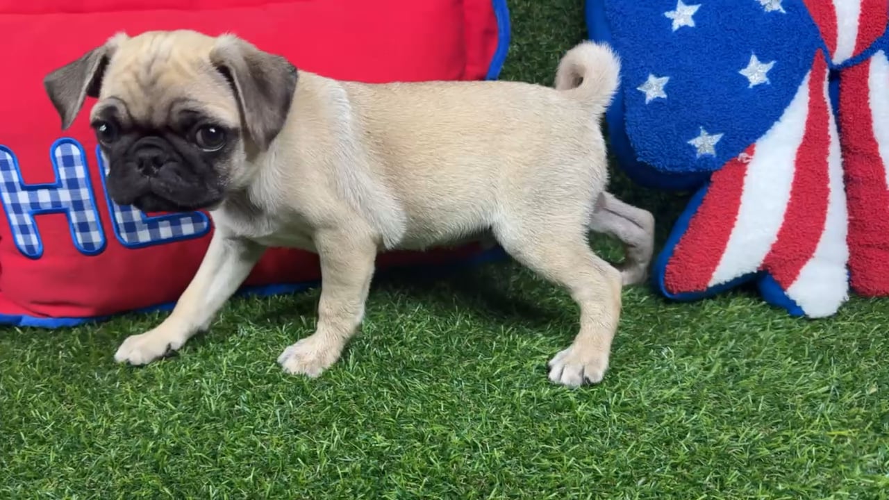 Male Pug puppy named Spike for sale at Puppy Dreams - Arlington. video thumbnail