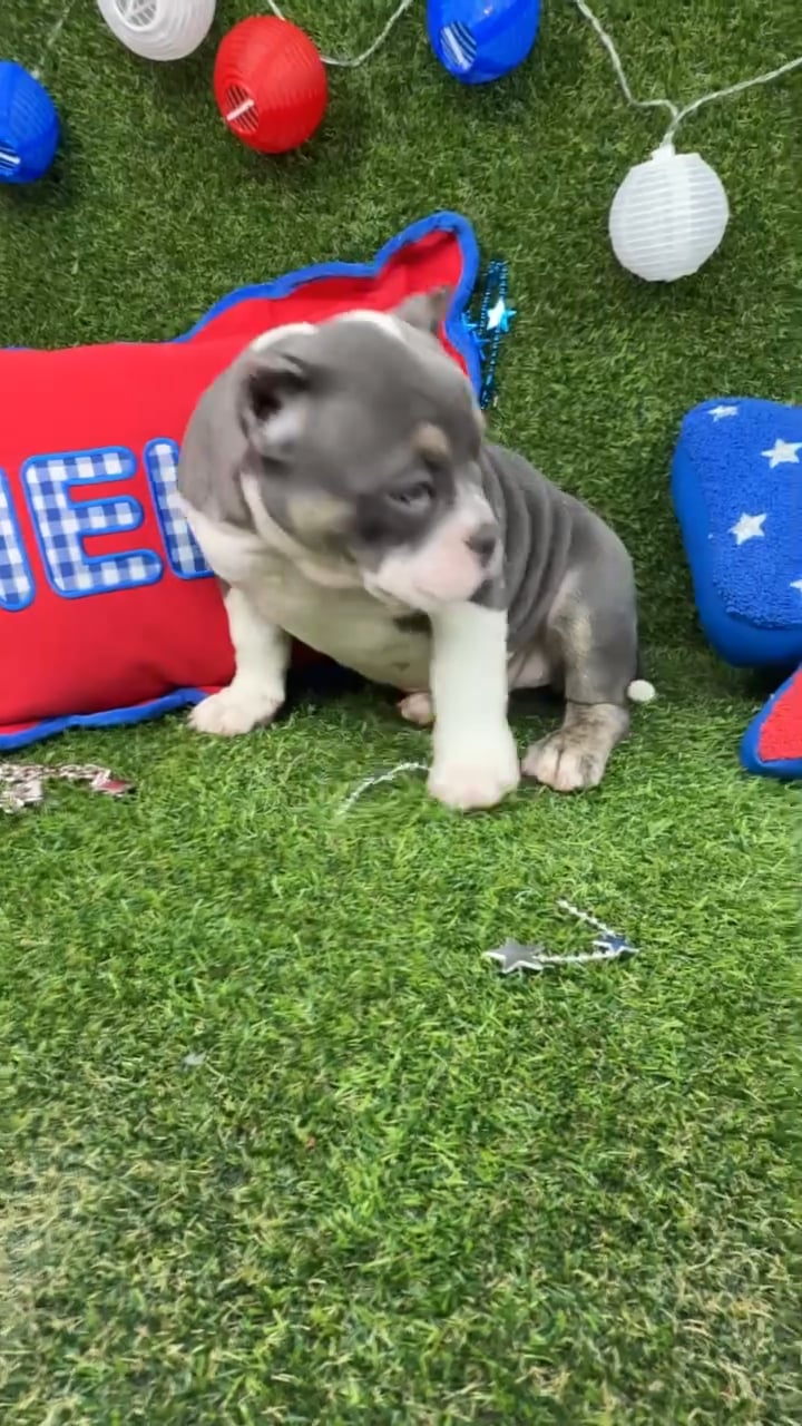 Female American Bully puppy named Raya for sale at Puppy Dreams - North Richland Hills. video thumbnail