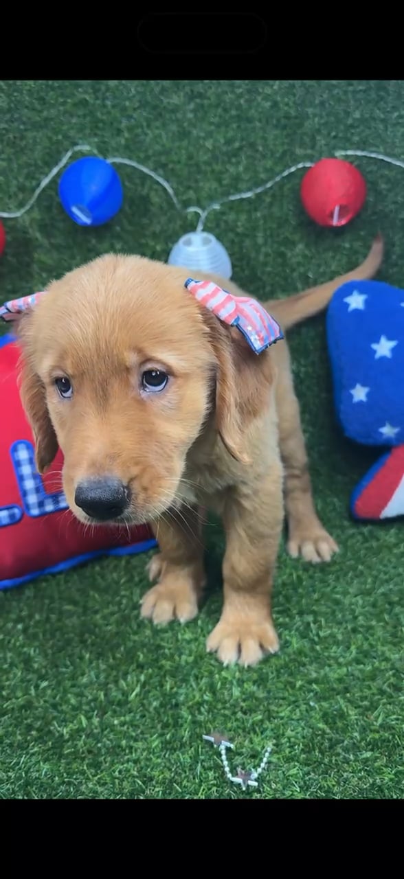 Female Golden Retriever puppy named Buttercup for sale at Puppy Dreams - Arlington. video thumbnail