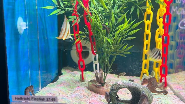 Multibar Angelfish Misbar Tank Bred WYSIWYG 10 video