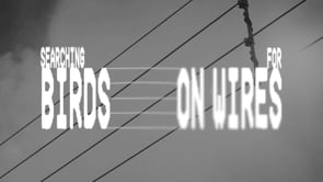 電線の鳥を、10年ぶりに聴き直した会社がある / ABRADEE「SEARCHING FOR BIRDS ON WIRES」