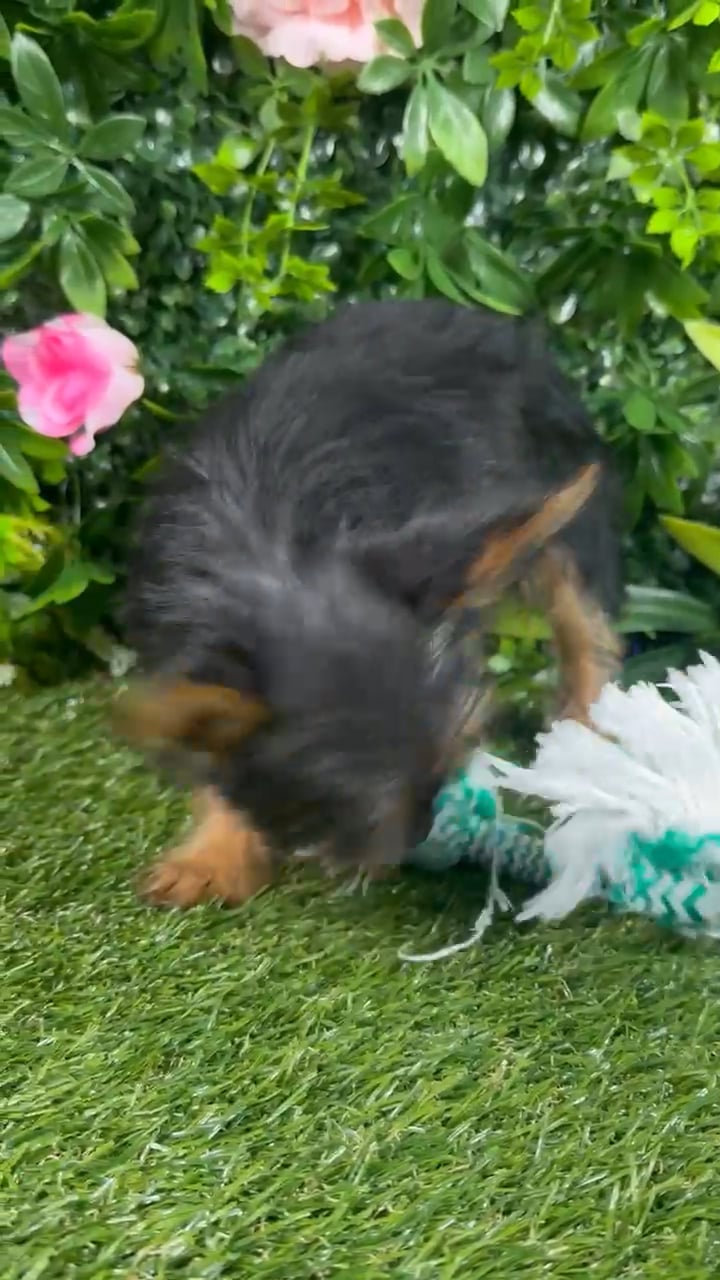 Female Yorkie puppy named Milan for sale at Puppy Dreams - Katy. video thumbnail