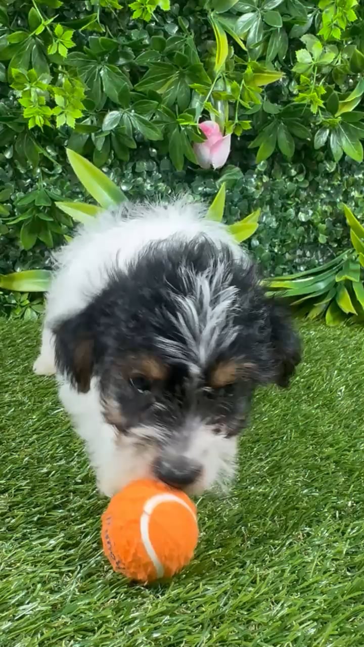Male Yorkie-Poo puppy named Romeo for sale at Puppy Dreams - Missouri City. video thumbnail