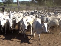 Lote 21P