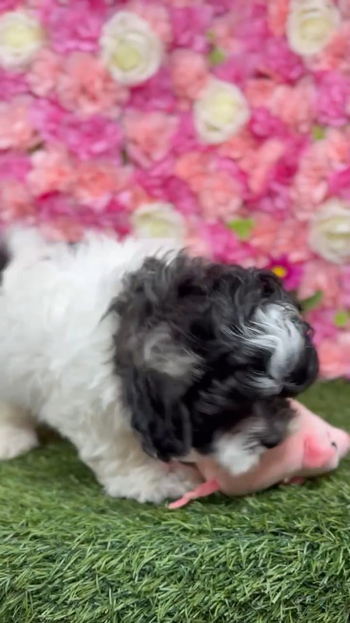 Male Teddy Bear (Zuchon) puppy named Ronaldo for sale at Pet Express Braintree. video thumbnail