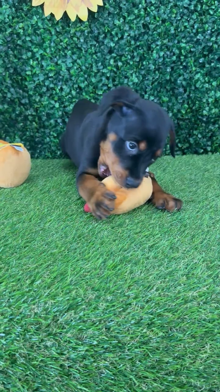 Male Rottweiler puppy named Tae for sale at Puppy Dreams - Missouri City. video thumbnail