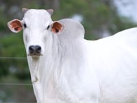 Lote 52
